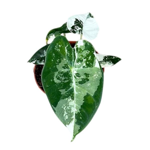 Горшечные цветы и растения оптом Alocasia Frydek Variegata от 1шт (для телеги) из Голландии с доставкой по России