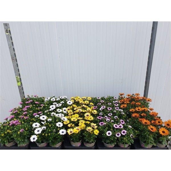 Горшечные цветы и растения оптом Osteo Margarita Mixk от 12шт из Голландии с доставкой по России