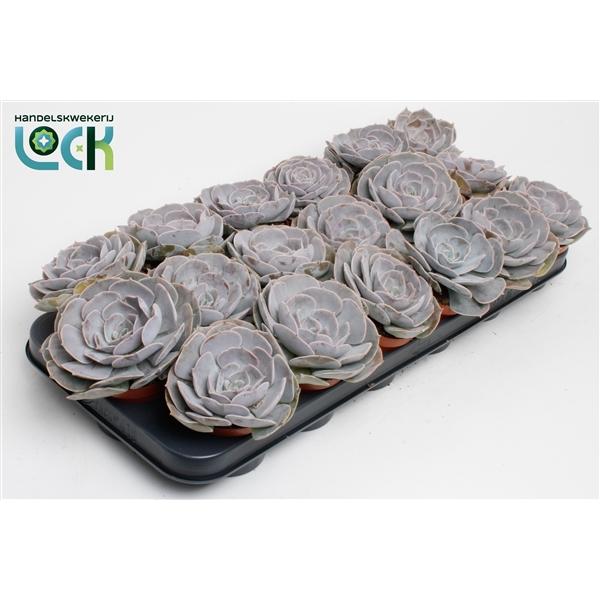 Горшечные цветы и растения оптом Echeveria Runyonii от 12шт (для телеги) из Голландии с доставкой по России