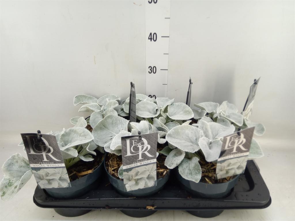 Горшечные цветы и растения оптом Senecio   ... от 6шт из Голландии с доставкой по России