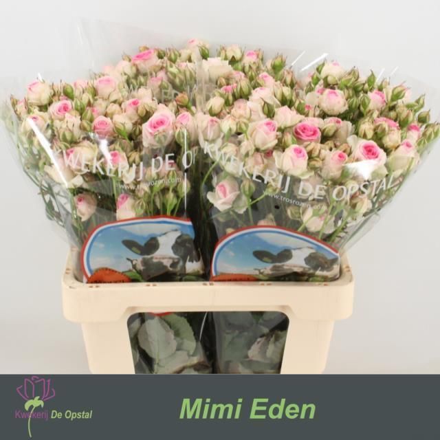 Срезанные цветы оптом Rosa sp mimi eden от 30шт из Голландии с доставкой по России