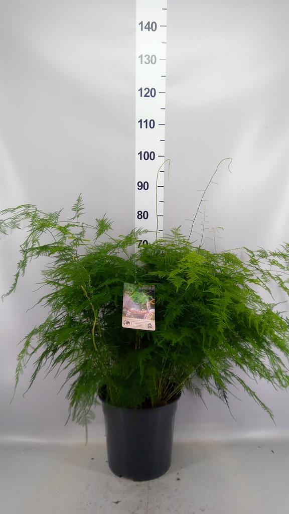 Горшечные цветы и растения оптом Asparagus Setaceus от 1шт из Голландии с доставкой по России