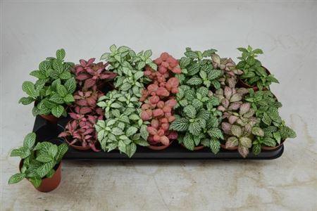 Горшечные цветы и растения оптом Fittonia 7 Mix от 21шт (для телеги) из Голландии с доставкой по России
