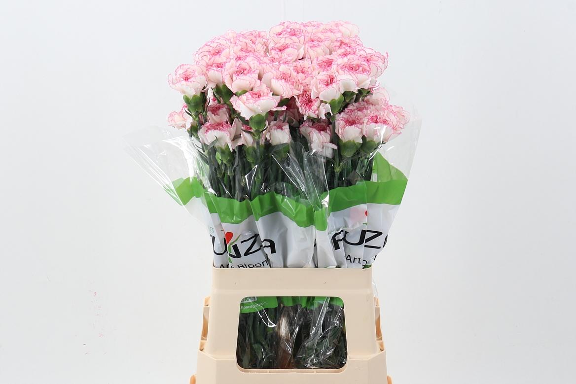 Срезанные цветы оптом Dianthus st pastel damascus от 80шт из Голландии с доставкой по России