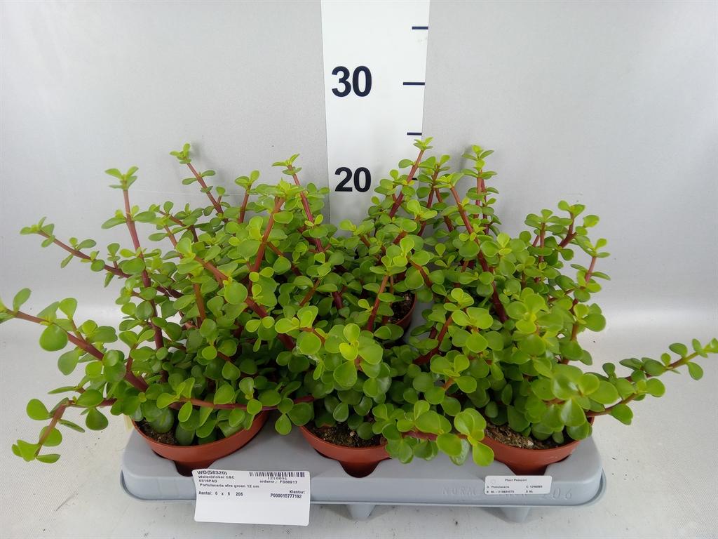 Горшечные цветы и растения оптом Portulacaria Afra от 6шт из Голландии с доставкой по России