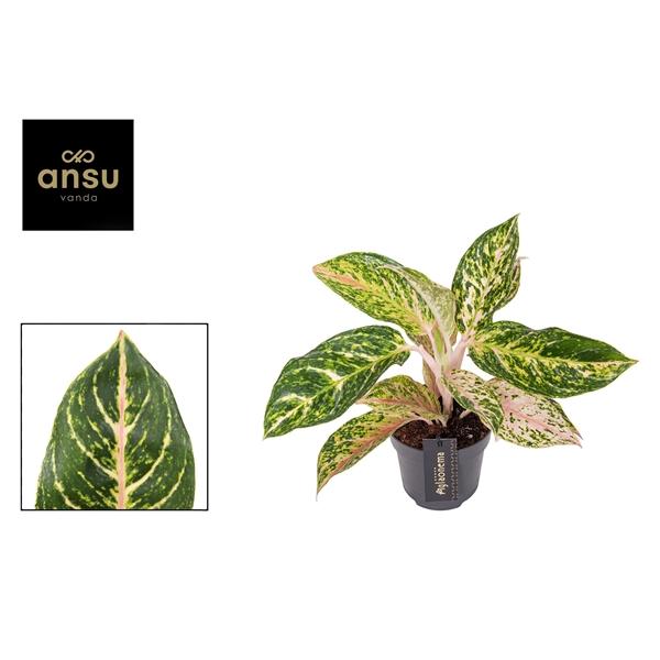 Горшечные цветы и растения оптом Aglaonema Melon Candy от 6шт из Голландии с доставкой по России