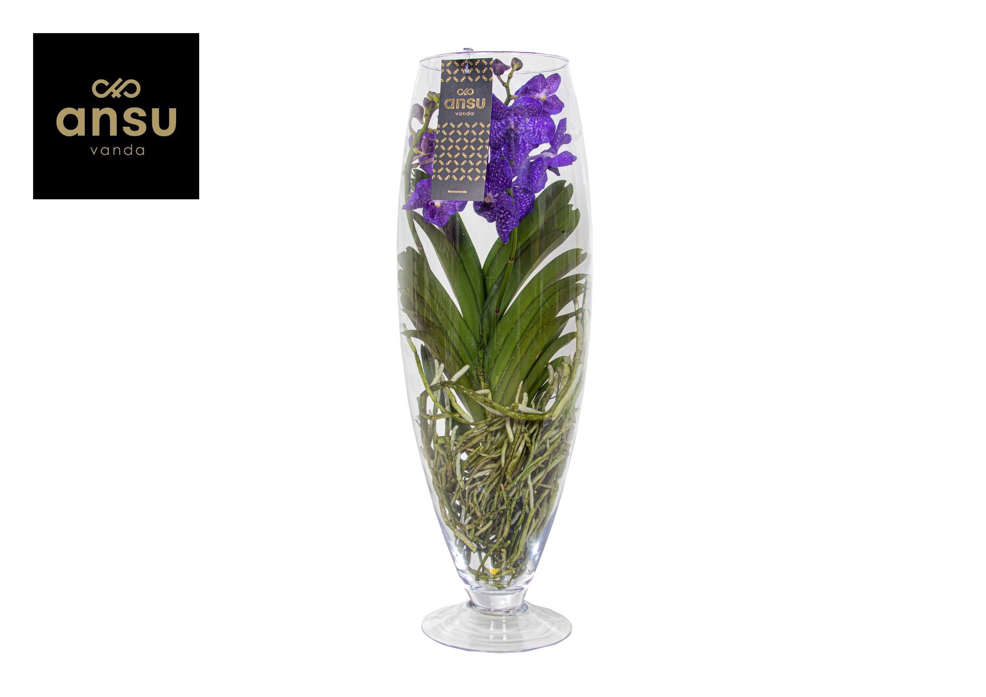 Горшечные цветы и растения оптом Vanda Champagne Blue от 1шт из Голландии с доставкой по России