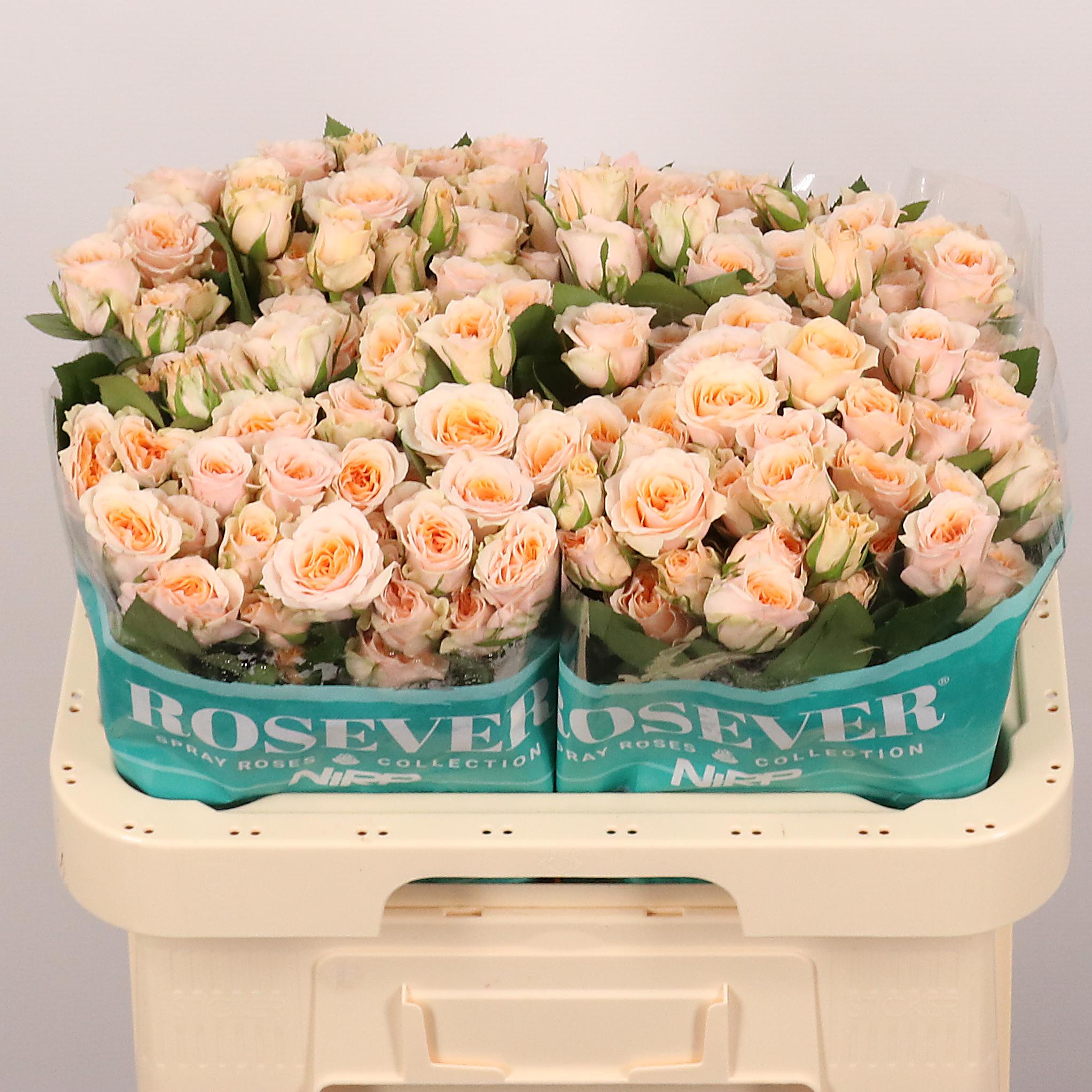 Срезанные цветы оптом Rosa spray bridal rosever от 30шт из Голландии с доставкой по России