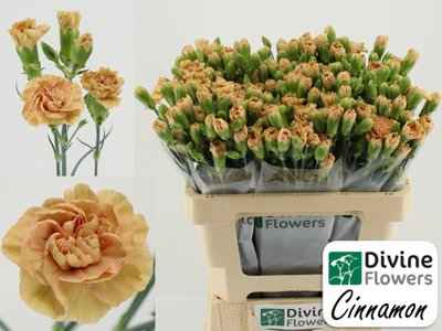 Срезанные цветы оптом Dianthus sp cinnamon от 60шт из Голландии с доставкой по России