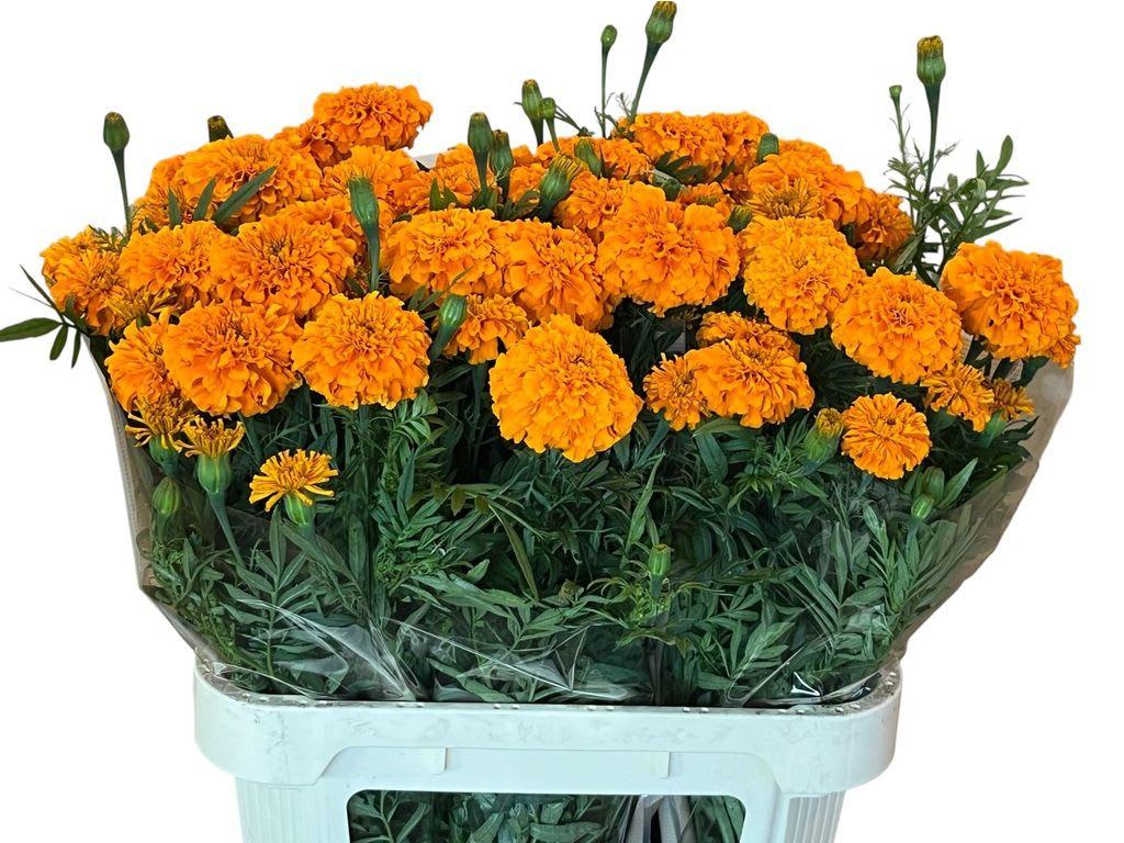 Срезанные цветы оптом Tagetes coco deep orange от 30шт из Голландии с доставкой по России
