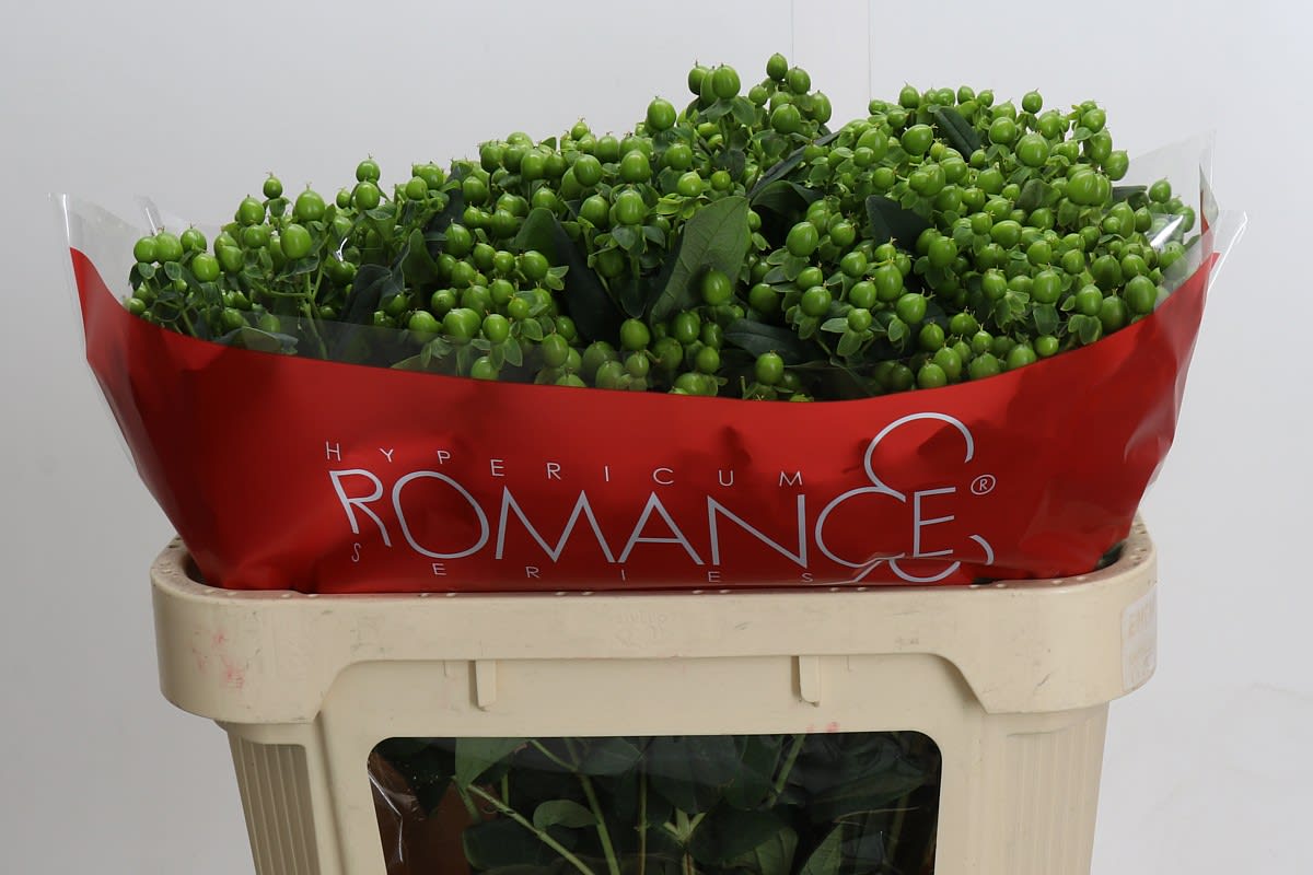 Срезанные цветы оптом Hypericum jungle romance от 50шт. из Голландии с доставкой по России