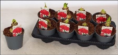 Горшечные цветы и растения оптом Hipp Red Peacock 2pp от 8шт из Голландии с доставкой по России