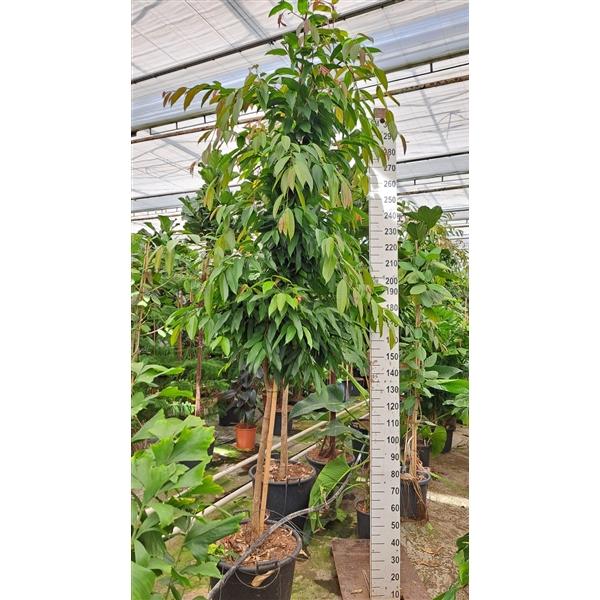 Горшечные цветы и растения оптом Ficus Bin Amstel King On Stem от 1шт из Голландии с доставкой по России