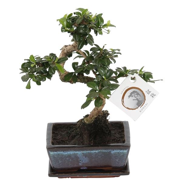 Горшечные цветы и растения оптом Bonsai Carmona In Ceramic S-shape Wi от 14шт из Голландии с доставкой по России