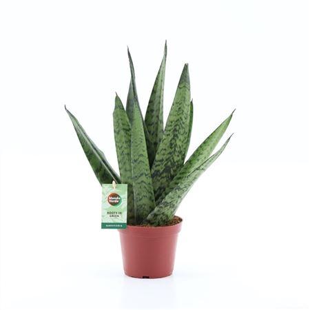 Горшечные цветы и растения оптом Sansevieria Zeylanica Fan от 8шт из Голландии с доставкой по России