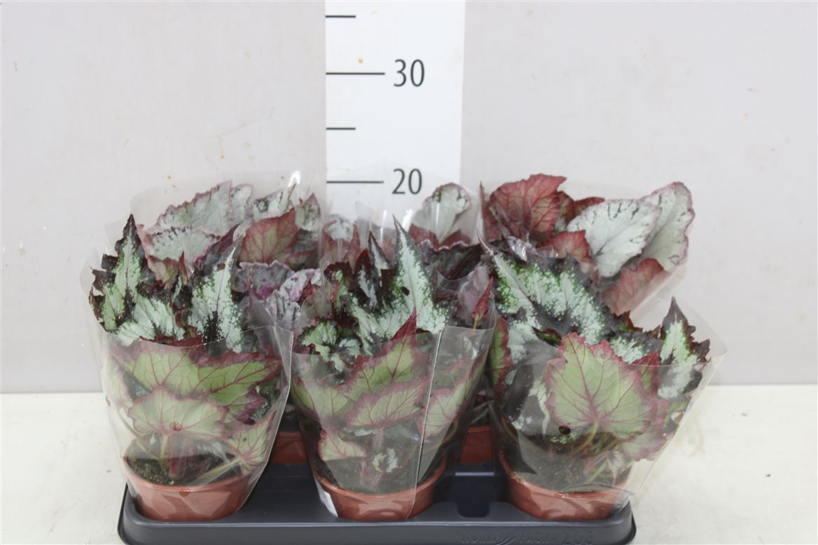 Горшечные цветы и растения оптом Begonia Blad Rex Mix от 8шт из Голландии с доставкой по России