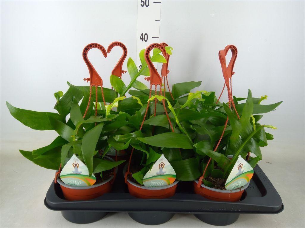 Горшечные цветы и растения оптом Epiphyllum   ... от 6шт из Голландии с доставкой по России