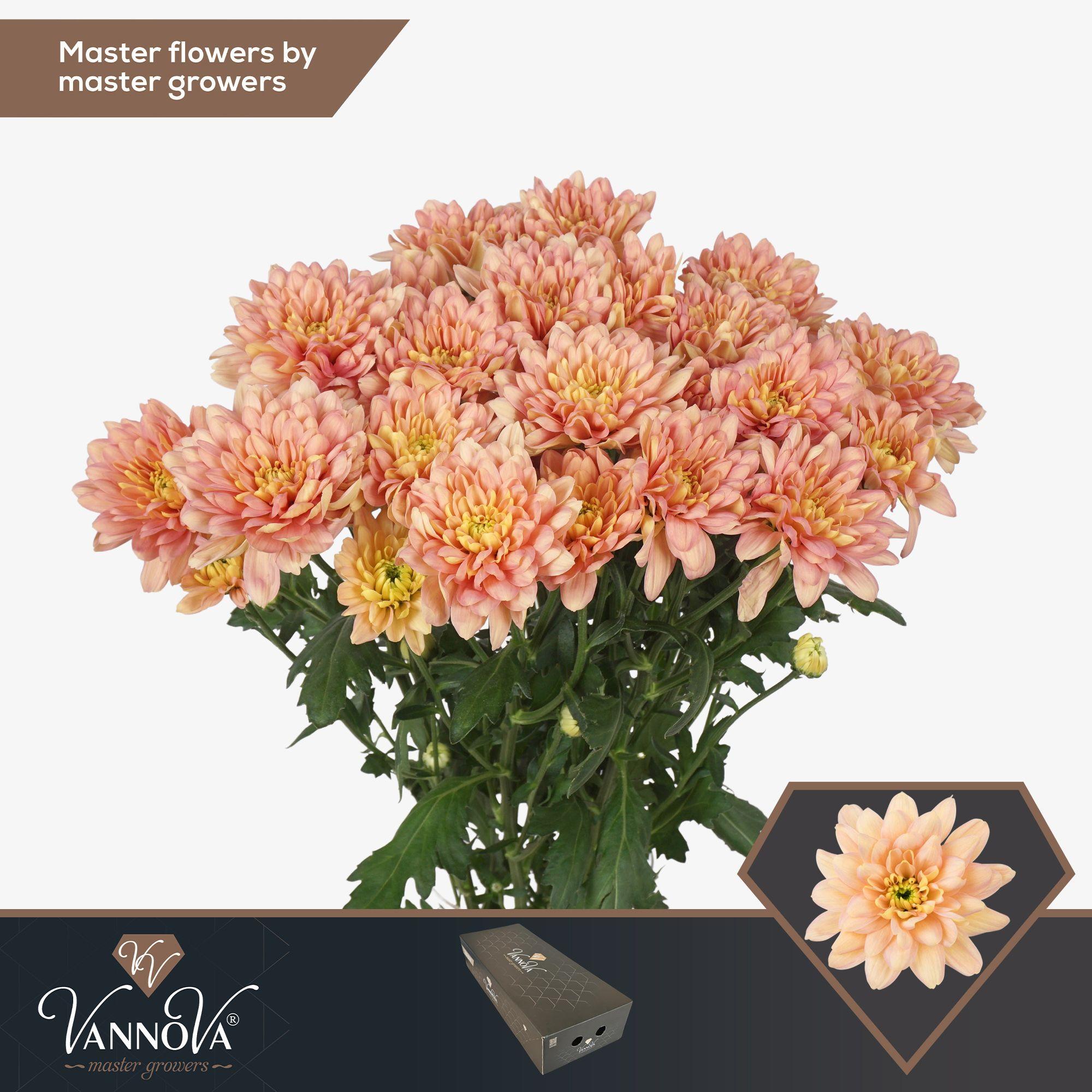 Срезанные цветы оптом Chrys sp baltica salmon от 80шт. из Голландии с доставкой по России