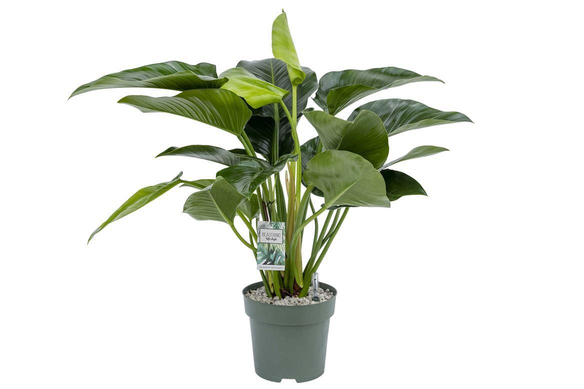 Горшечные цветы и растения оптом Philodendron Green Beauty от 1шт из Голландии с доставкой по России
