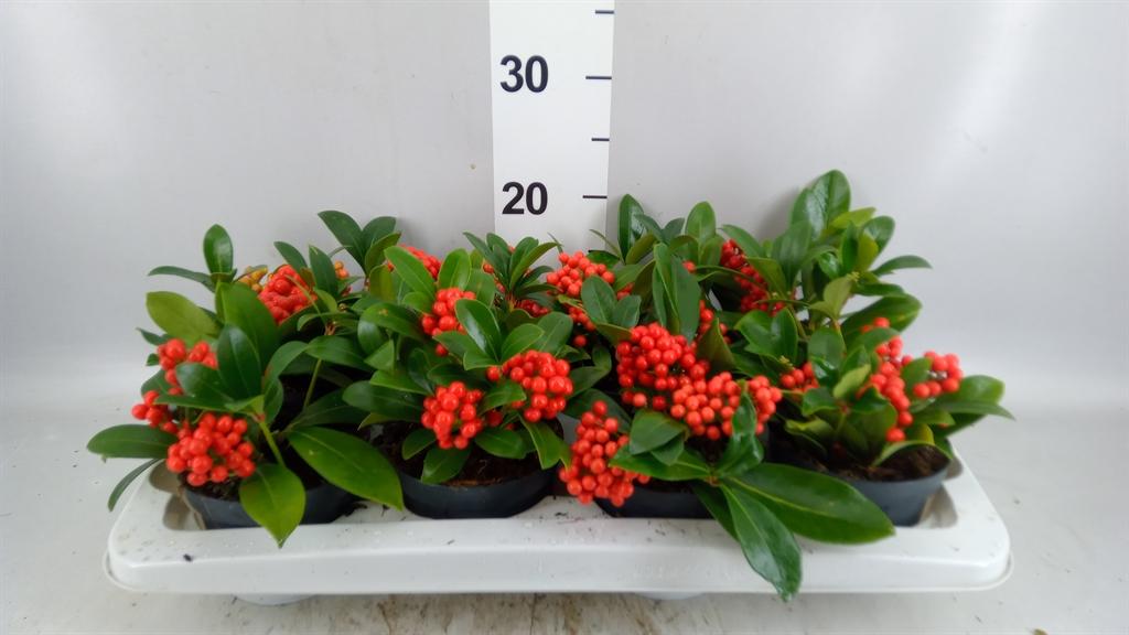 Горшечные цветы и растения оптом Skimmia Jap. от 8шт из Голландии с доставкой по России