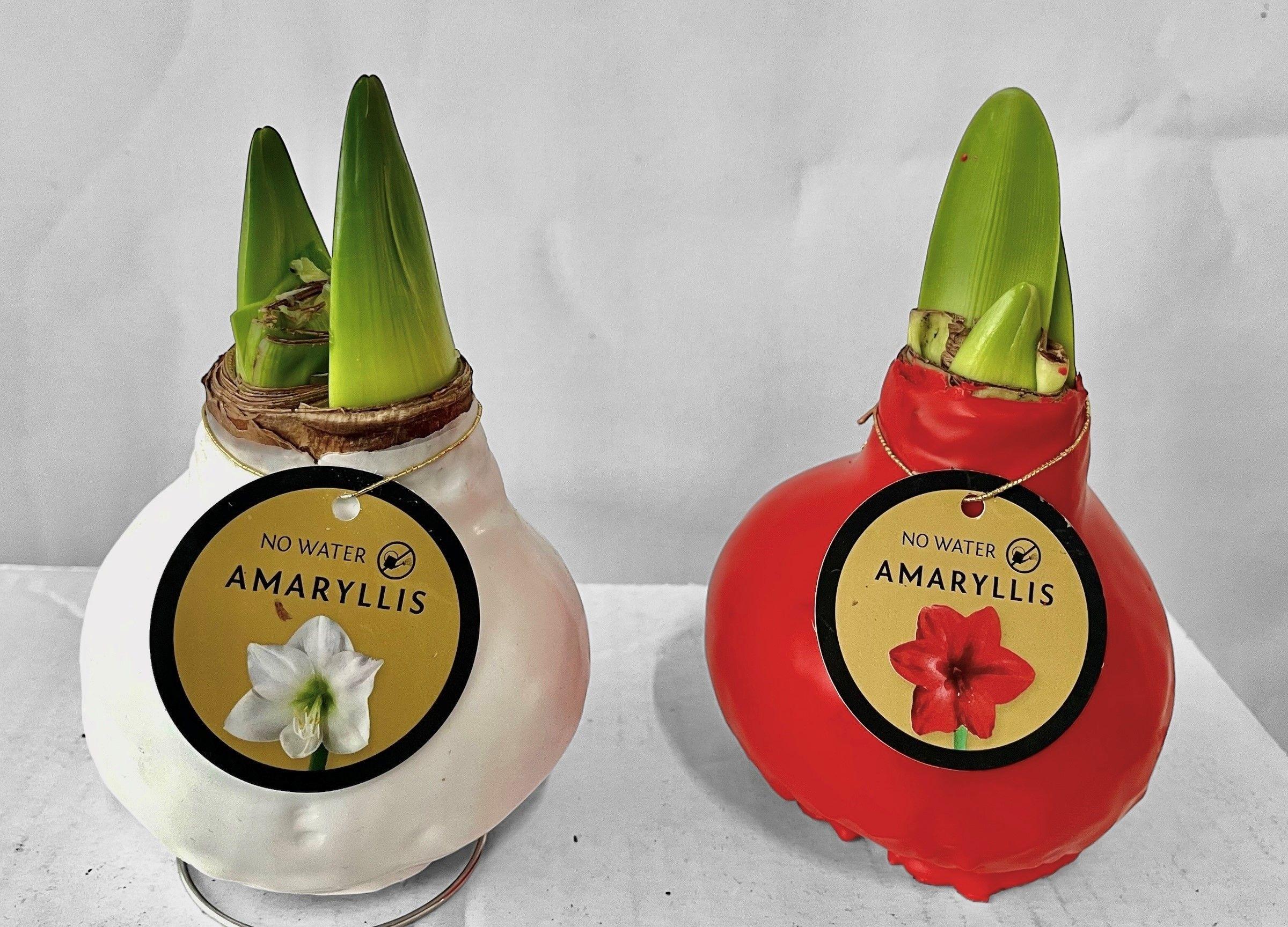 Горшечные цветы и растения оптом Hipp Gem 2 Srt от 4шт из Голландии с доставкой по России