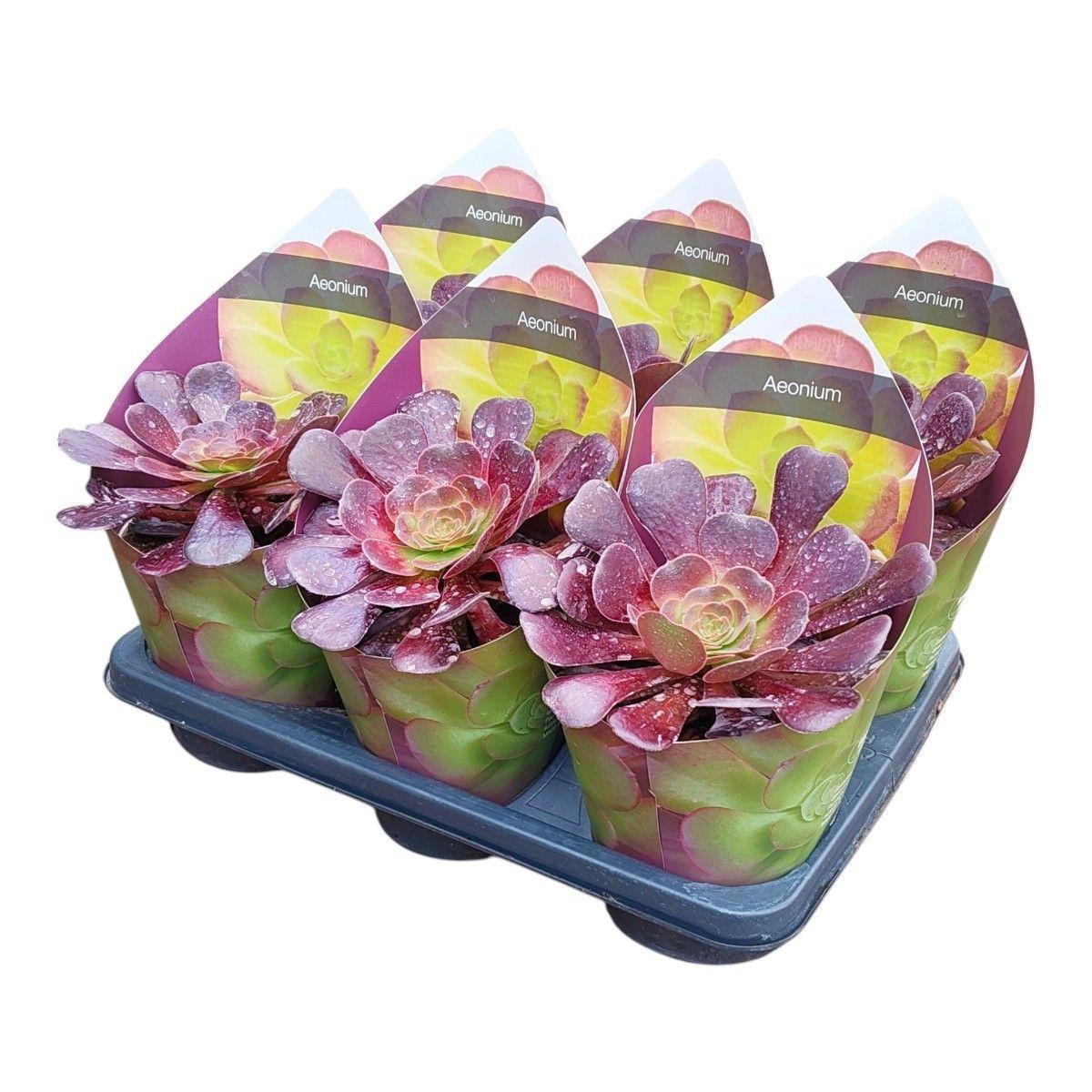 Горшечные цветы и растения оптом Aeonium Arboreum Potcover от 6шт из Голландии с доставкой по России