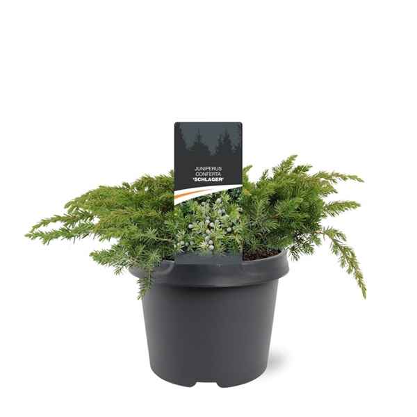 Горшечные цветы и растения оптом Juniperus Conf Schlager от 1шт из Голландии с доставкой по России