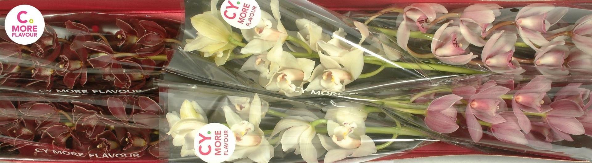 Срезанные цветы оптом Minicymbidium mix mothers day от 8шт. из Голландии с доставкой по России