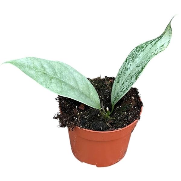 Горшечные цветы и растения оптом Hoya Compacta Mauna Loa от 1шт'' из Голландии с доставкой по России