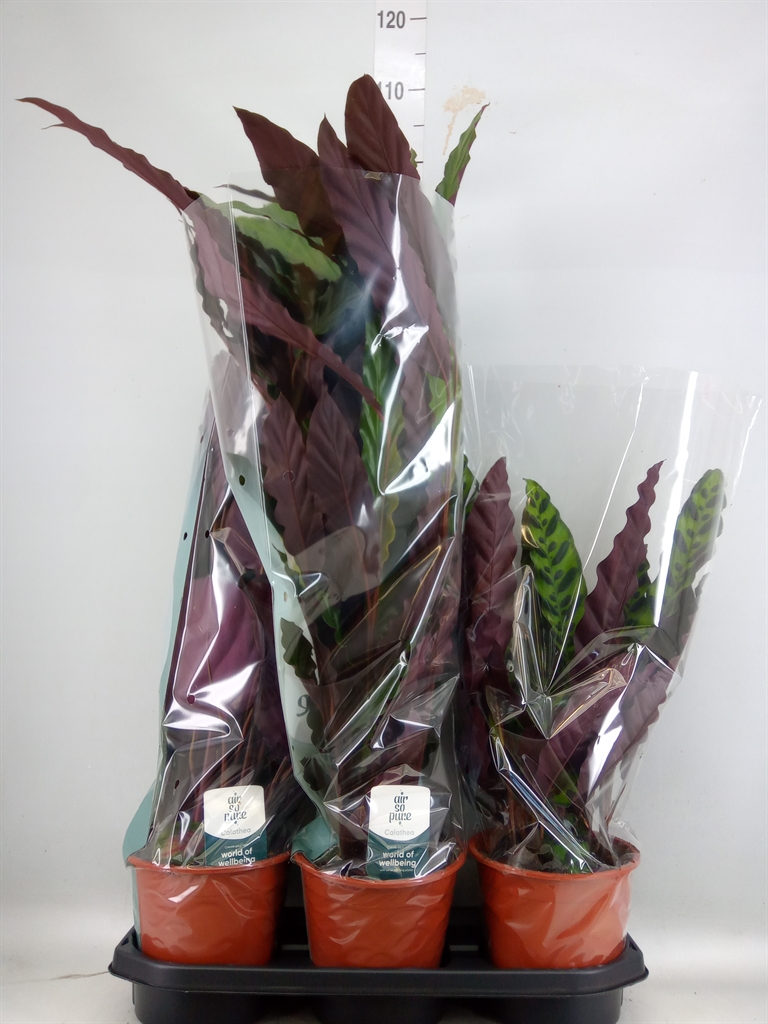 Горшечные цветы и растения оптом Calathea   ...mix от 3шт из Голландии с доставкой по России