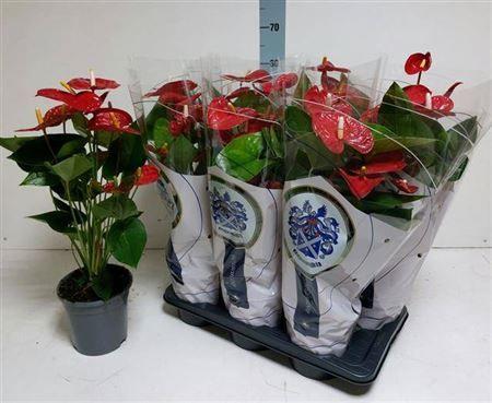 Горшечные цветы и растения оптом Anthu A Jambo Red 8+ от 6шт из Голландии с доставкой по России