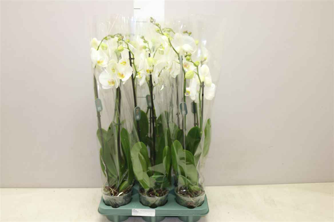 Горшечные цветы и растения оптом Phal 2st Ebro 16+ (orchid Growers) от 6шт из Голландии с доставкой по России