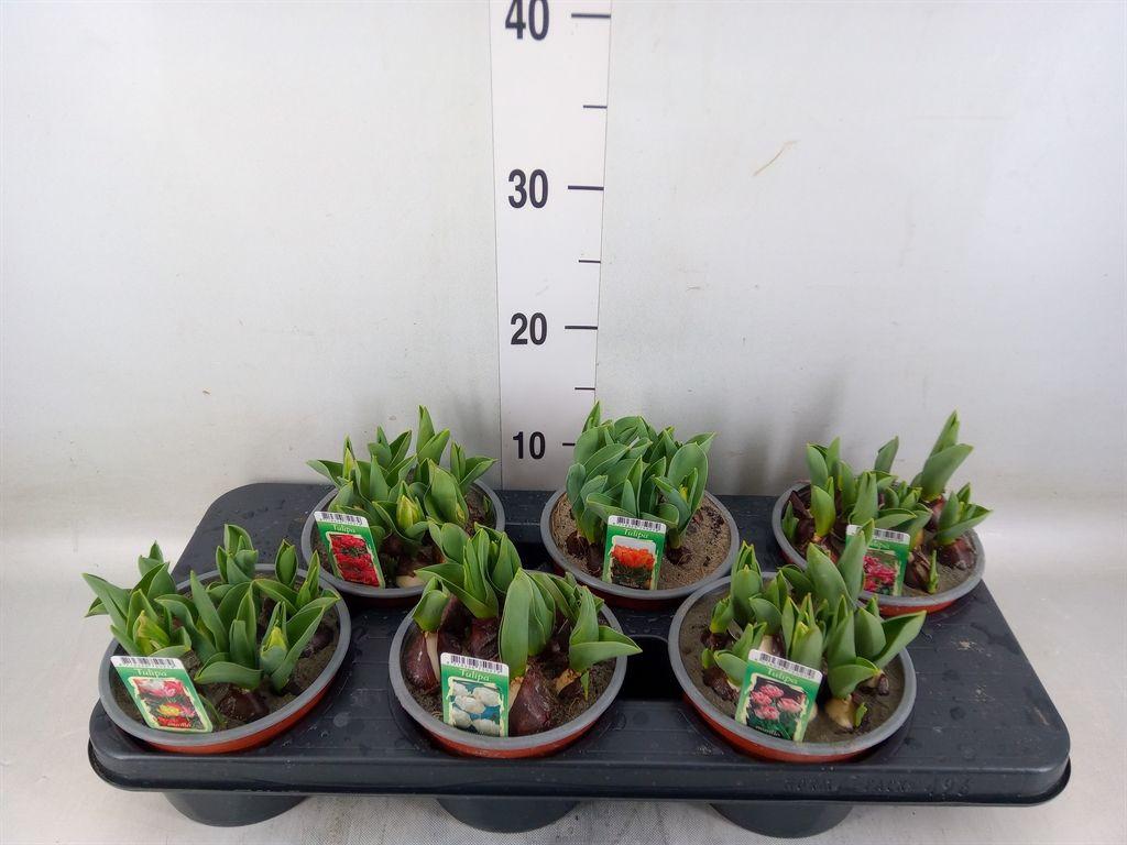 Горшечные цветы и растения оптом Tulipa Du   ...mix от 6шт из Голландии с доставкой по России