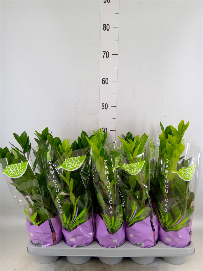 Горшечные цветы и растения оптом Zamioculcas Zamiifolia от 10шт из Голландии с доставкой по России