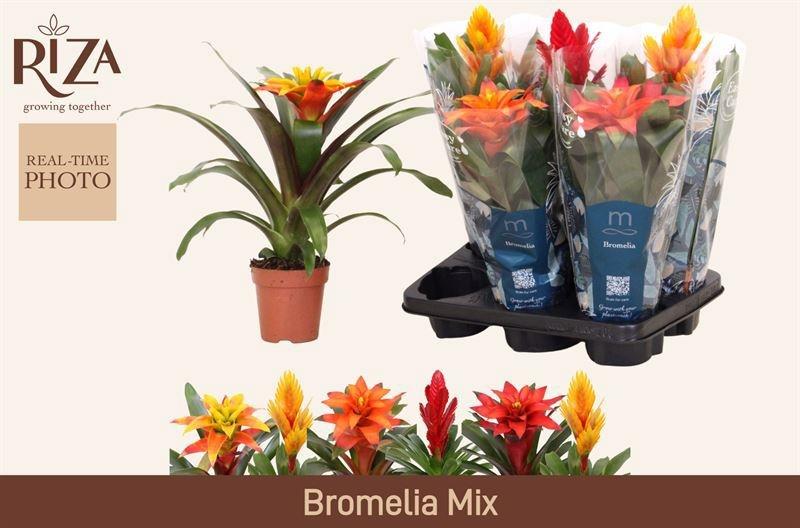 Горшечные цветы и растения оптом Bromelia Gem 6 Srt от 6шт из Голландии с доставкой по России
