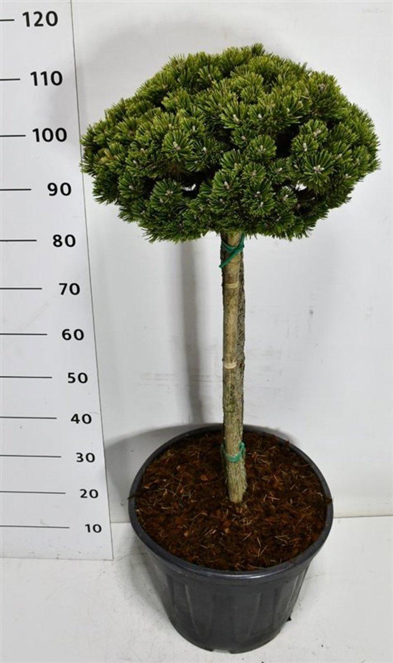 Горшечные цветы и растения оптом Pinus Mugo Sherwood Compact On Stem от 1шт из Голландии с доставкой по России