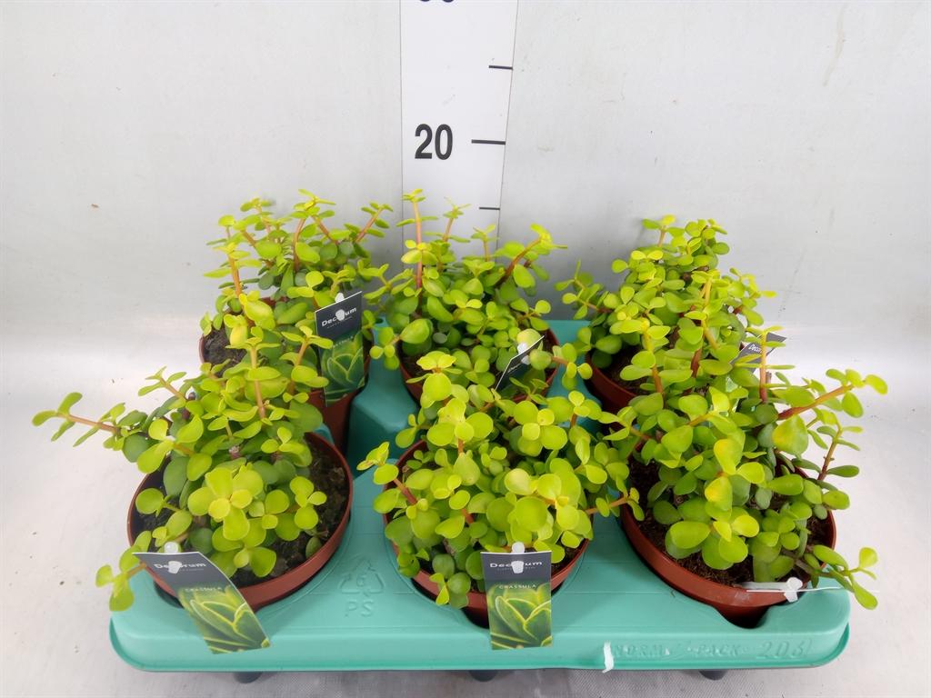 Горшечные цветы и растения оптом Crassula   ... от 6шт из Голландии с доставкой по России