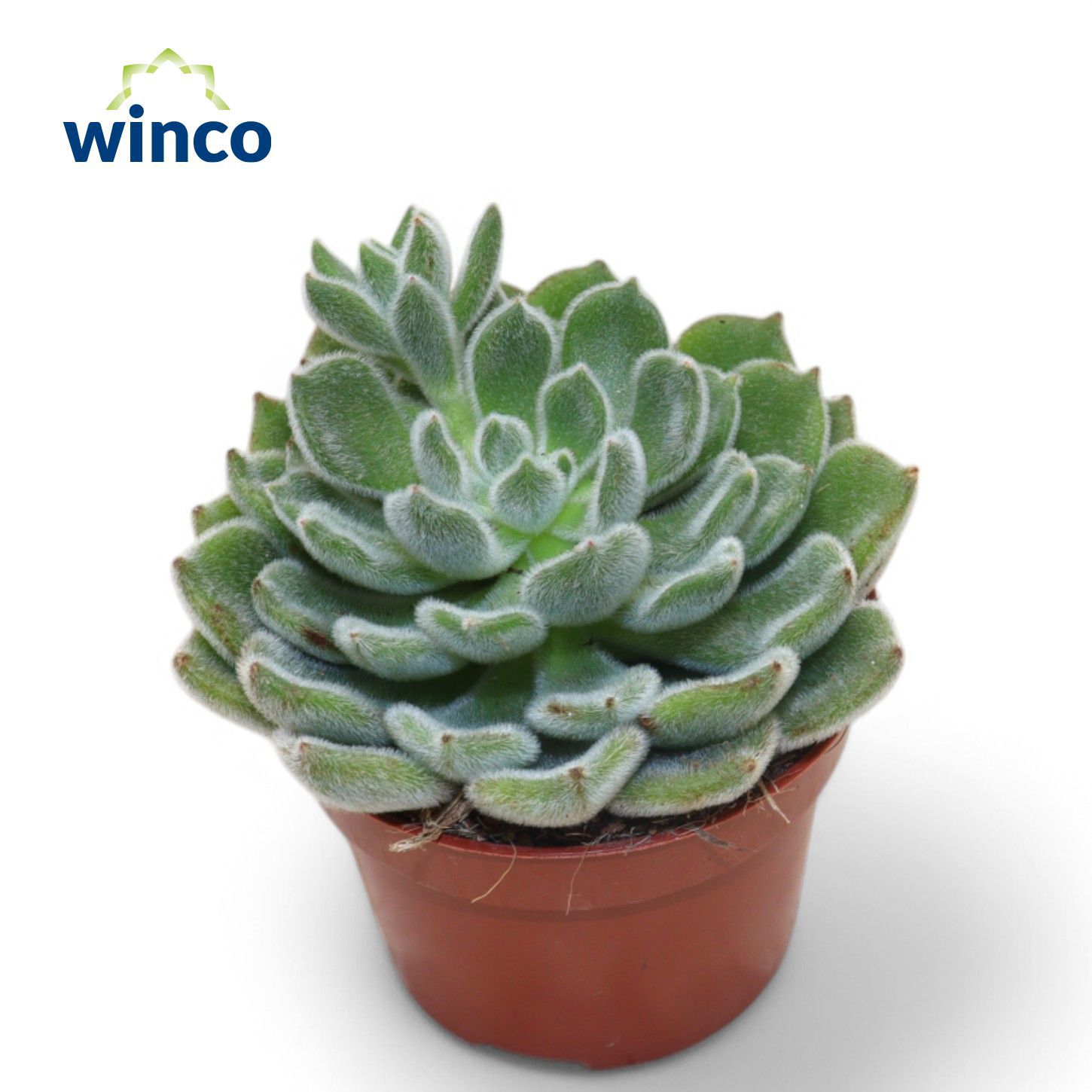 Горшечные цветы и растения оптом Echeveria Green Velvet от 10шт из Голландии с доставкой по России