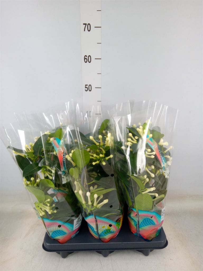 Горшечные цветы и растения оптом Stephanotis Floribunda   ... от 6шт из Голландии с доставкой по России