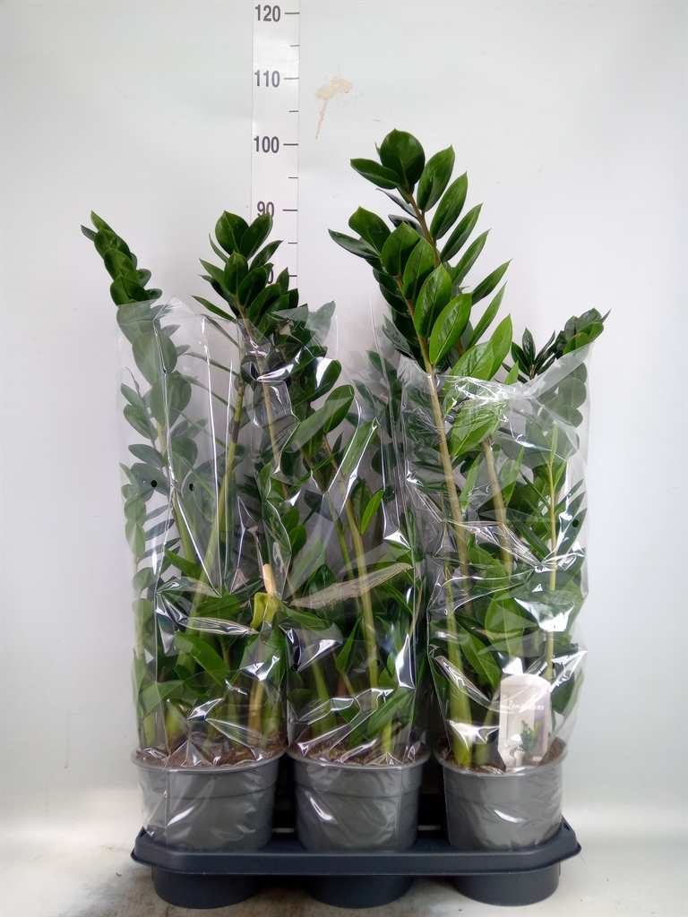 Горшечные цветы и растения оптом Zamioculcas Zamiifolia от 3шт из Голландии с доставкой по России