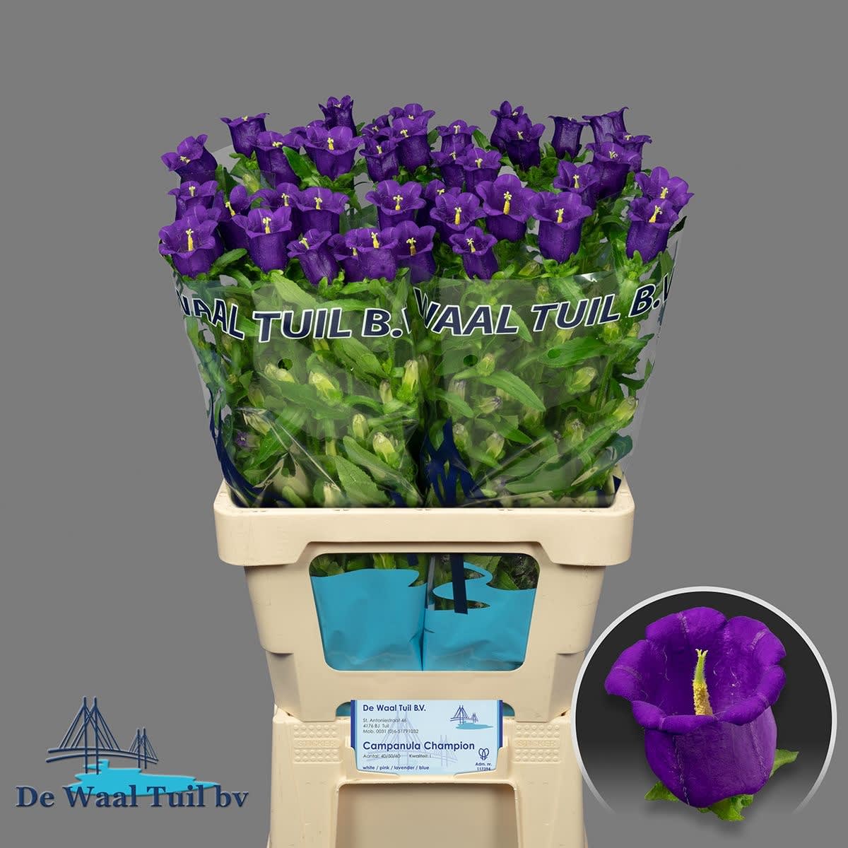 Срезанные цветы оптом Campanula medium champion blue от 40шт. из Голландии с доставкой по России
