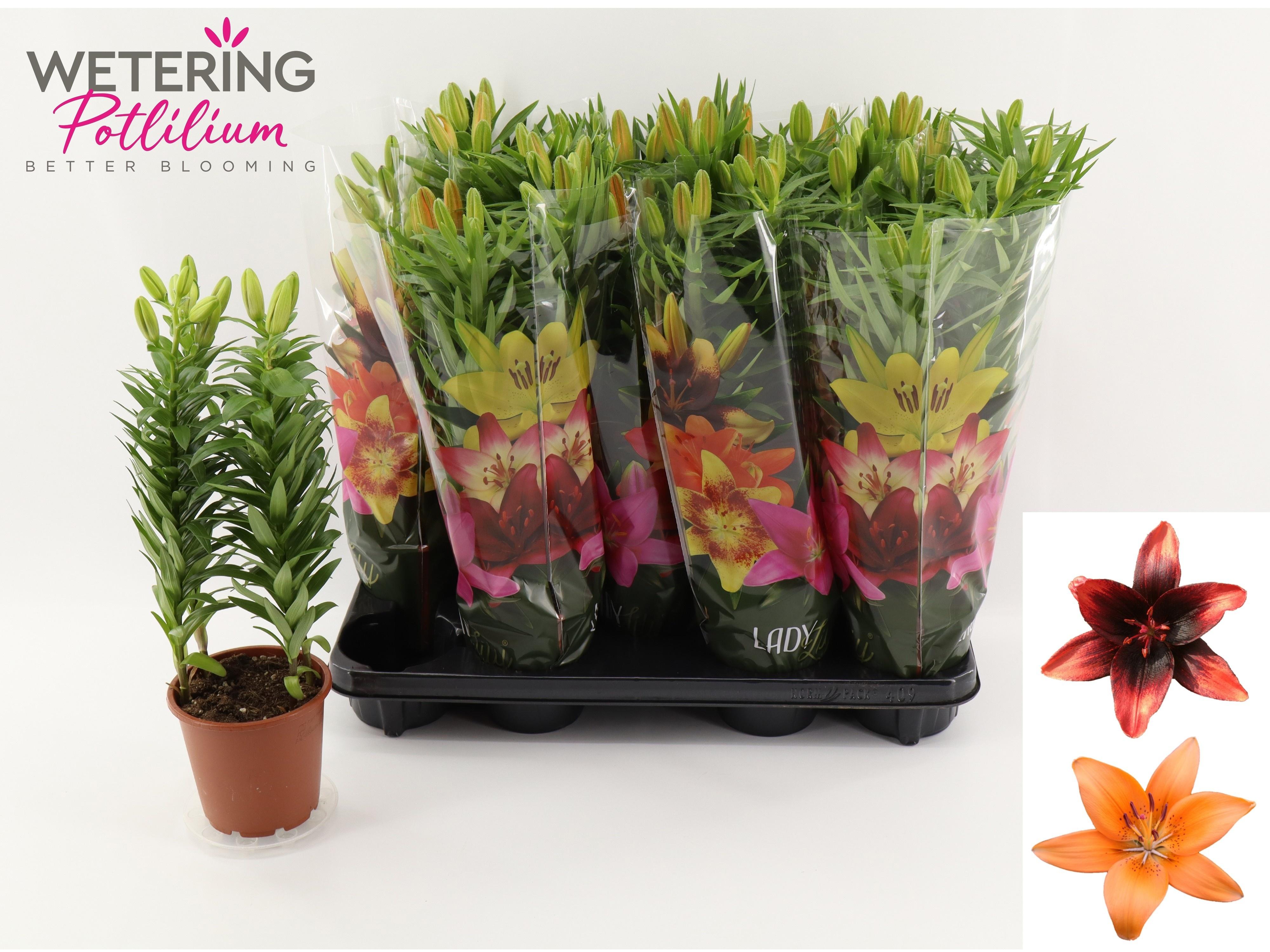 Горшечные цветы и растения оптом Lil As Gem от 9шт из Голландии с доставкой по России