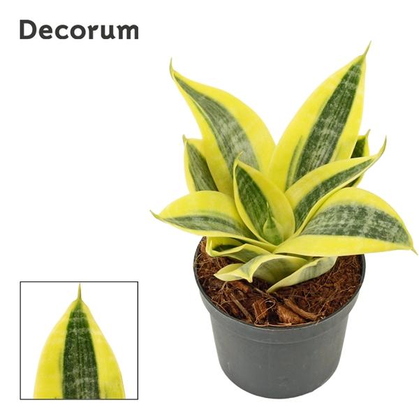 Горшечные цветы и растения оптом Sansevieria Hahnii Sun (decorum) от 18шт (для телеги) из Голландии с доставкой по России