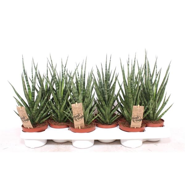 Горшечные цветы и растения оптом Sansevieria Torch от 12шт из Голландии с доставкой по России
