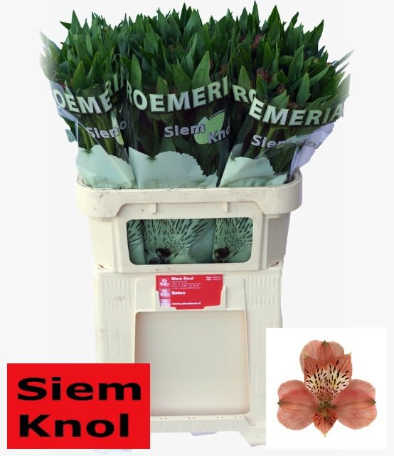 Срезанные цветы оптом Alstroemeria estee от 60шт. из Голландии с доставкой по России
