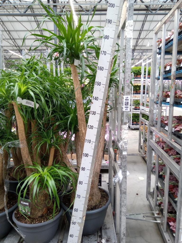 Горшечные цветы и растения оптом Beaucarnea Recurvata от 1шт из Голландии с доставкой по России