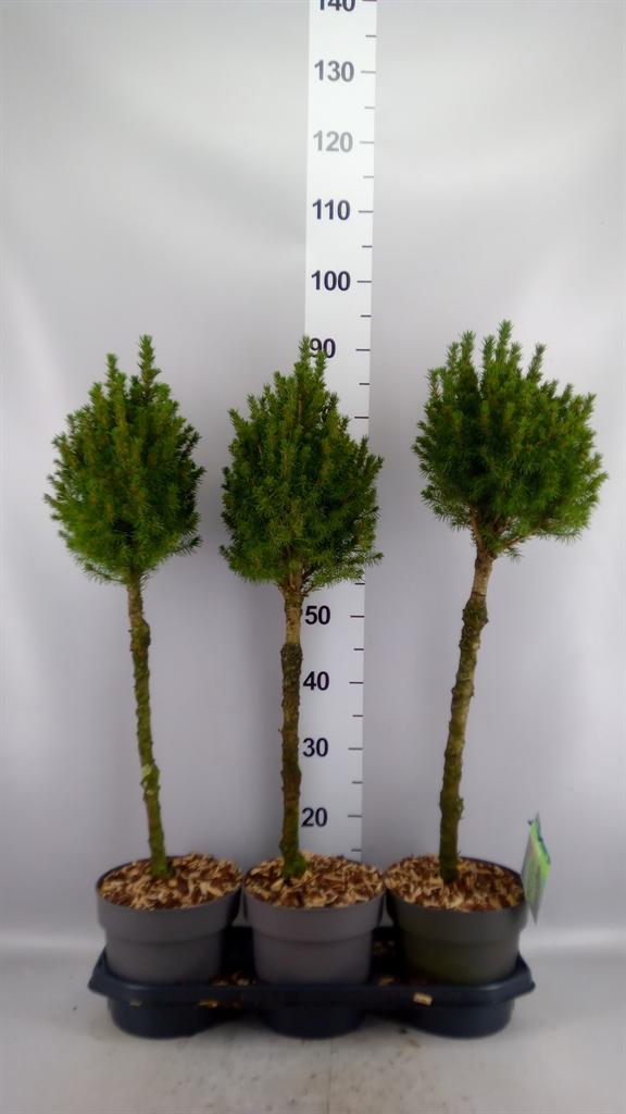 Горшечные цветы и растения оптом Picea Glauca perfecta от 3шт из Голландии с доставкой по России