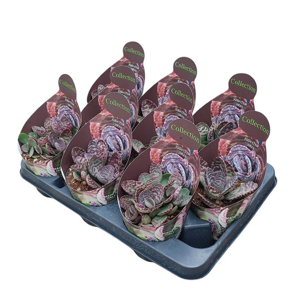 Горшечные цветы и растения оптом Kalanchoe Zebra Potcover от 9шт из Голландии с доставкой по России