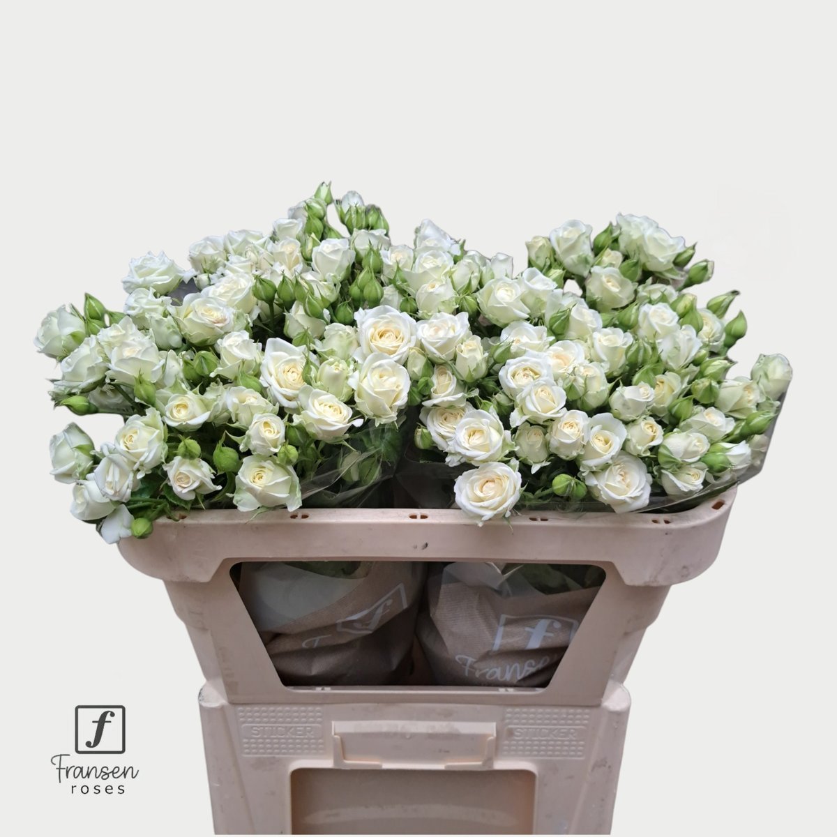 Срезанные цветы оптом Rosa spray josephine от 20шт из Голландии с доставкой по России