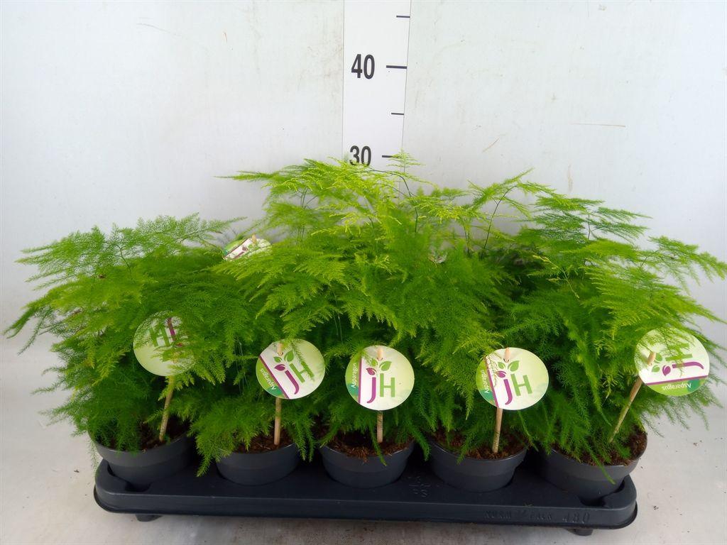 Горшечные цветы и растения оптом Asparagus Setaceus от 10шт из Голландии с доставкой по России